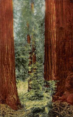 Muir Woods National Monument CA