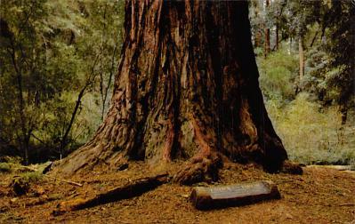 Big Basin Redwoods State Park CA
