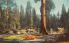 Sequoia National Park CA