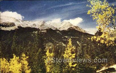 Aspens - Rocky Mountain National Park, Colorado CO Postcard