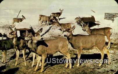 Wild Deer - Rocky Mountain National Park, Colorado CO Postcard