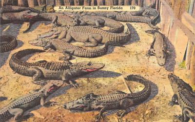 An Alligator Farm in Sunny Florida, USA Postcard