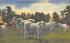 Florida Thoroughbred Braham Cattle at Arcadia Postcard