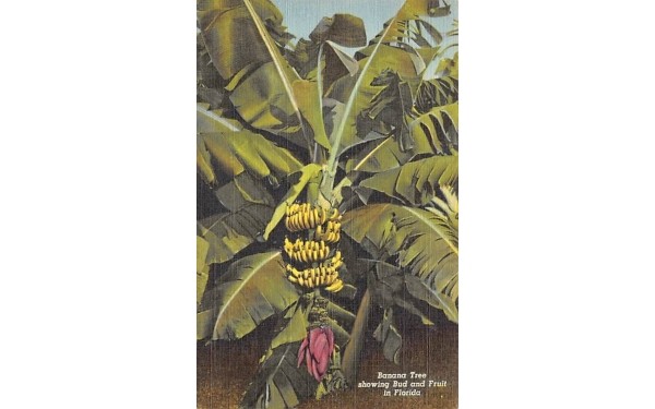 Banana Tree showing Bud and Fruit in FL, USA Banana Trees, Florida Postcard
