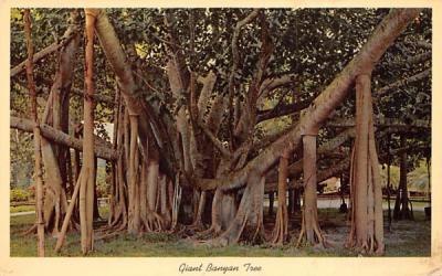 Giant Banyan Tree in Tropical Florida, USA Postcard
