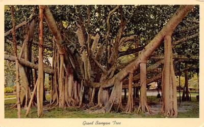 Giant Banyan Tree in Tropical Florida, USA Postcard