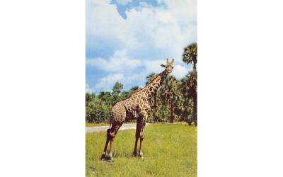 Giraffee at Africa U.S.A.  Boca Raton, Florida Postcard