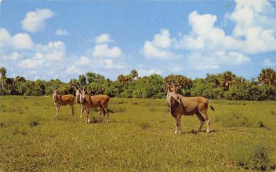 Giant African Eland at Africa-U.S.A.  Boca Raton, Florida Postcard