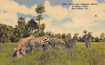 Grant and Chapman Zebras at Africa, U.S.A. Boca Raton, Florida Postcard