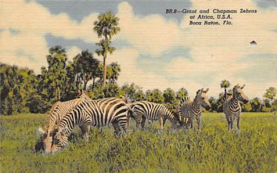 Grant and Chapman Zebras at Africa, U.S.A. Boca Raton, Florida Postcard