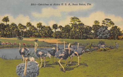 Ostriches at Africa U.S.A. Boca Raton, Florida Postcard