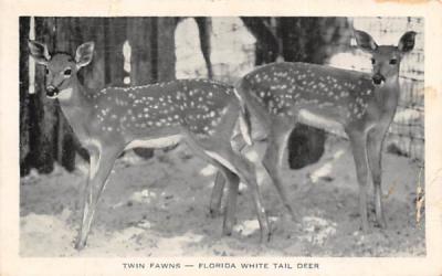 Twin Fawns - Florida White Tail Deer Postcard