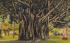 Banyan Trees in the Sunshine State, Florida, USA Postcard