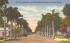14th St., showing beautiful Royal Palms Bradenton, Florida Postcard