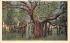 Banyan Tree, Florida, USA Postcard