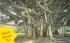 Florida Banyan Tree, USA Postcard