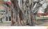 Banyan Tree, FL, USA Banyan Trees, Florida Postcard