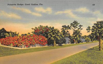 Poinsetta Hedge Coral Gables, Florida Postcard