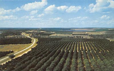 Orange groves are seen for miles in every direction Clermont, Florida Postcard