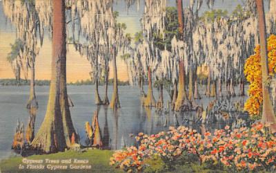 Cypress Trees and Knees Cypress Gardens, Florida Postcard