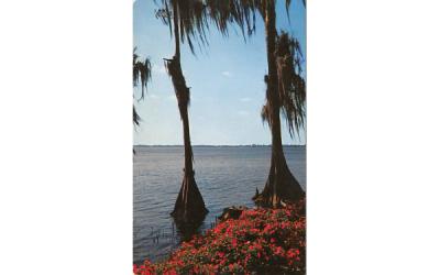 across the lake at romantic Cypress Gardnes Cypress Gardens, Florida Postcard