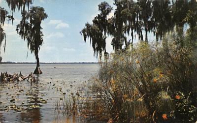 Sub-tropical Cypress Swamp Florida Postcard