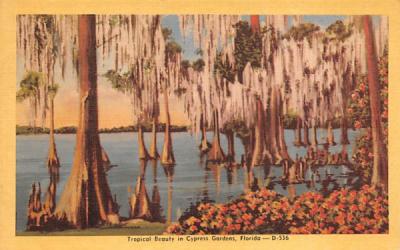 Tropical Beauty in Cypress Gardens Florida Postcard