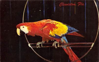 Red and Blue Macaw Clewiston, Florida Postcard
