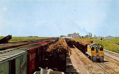 Trainload of sugarcane in Railway Sugar House Yard Clewiston, Florida Postcard