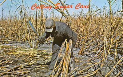 Cutting Sugar Cane Clewiston, Florida Postcard