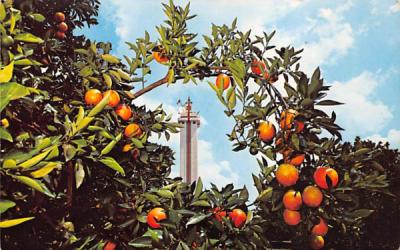 Citrus Tower Clermont, Florida Postcard
