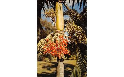 The colorful fruits of the Christmas palm, Veitchia Merrillii Coral Gables, Florida Postcard