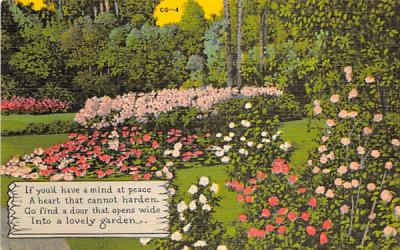Camellia Japonicas in the Flordia Cypress Gardens Florida Postcard