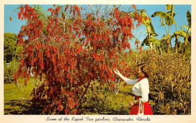 Scene at the Kapok Tree gardens Clearwater, Florida Postcard