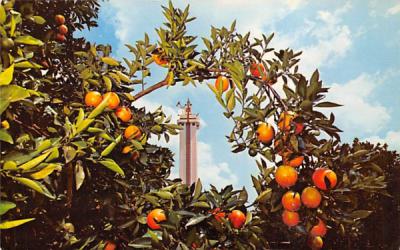 Citrus Tower Clermont, Florida Postcard