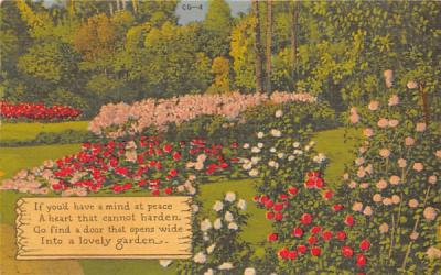 Camellia Japonicas in the Flordia Cypress Gardens Florida Postcard