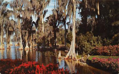Cypress Trees in the waters of Lake Eloise Cypress Gardens, Florida Postcard