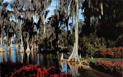 Cypress Trees in the waters of Lake Eloise Cypress Gardens, Florida Postcard