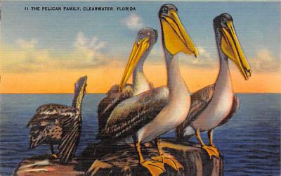The Pelican Family Clearwater, Florida Postcard