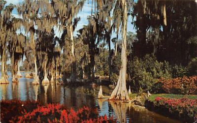 Cypress trees grow in the waters of Lake Eloise Cypress Gardens, Florida Postcard