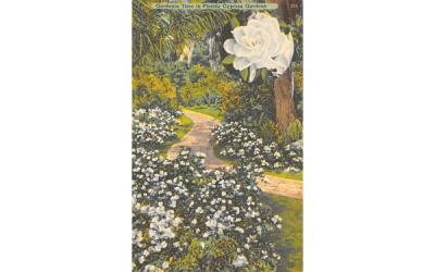 Gardenia Time in Florida Cypress Garden, USA Postcard