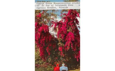 Famous Rosea Bougainvillea  Cypress Gardens, Florida Postcard