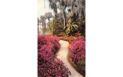 Azalea Lined Path at Cypress Gardens, FL, USA Florida Postcard