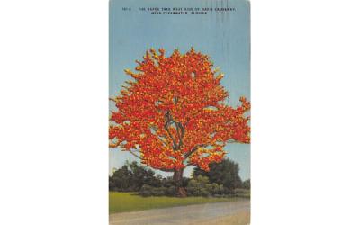 The Kapok Tree West Side of Davis Causeway Clearwater, Florida Postcard