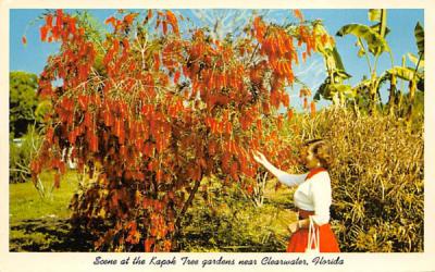 Scene at the Kapok Tree gardens, Near Clearwater Cleawater, Florida Postcard