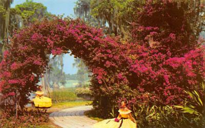 Arbor of Purple Bougainvilliea Cypress Gardens, Florida Postcard