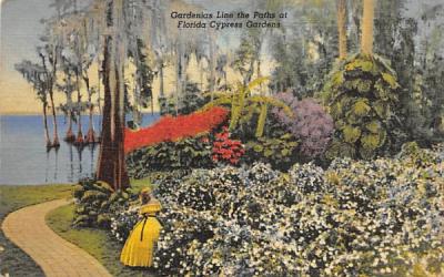 Gardenias Line the Paths  Cypress Gardens, Florida Postcard