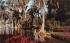 Cypress trees Cypress Gardens, Florida Postcard