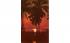Coconut Palms Silhouetted Sun in FL, USA Coconut Palm Trees, Florida Postcard