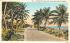 Cocoanut Palms and Ocean Boulevard Coconut Palm Trees, Florida Postcard